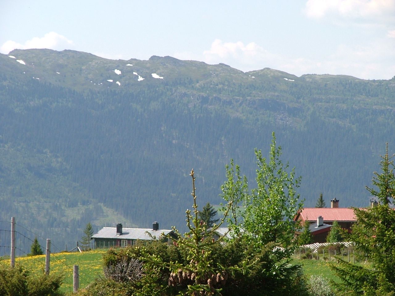 Tann setergrend med utsikt mot Gopollen. Foto: Steinar Grøtterød