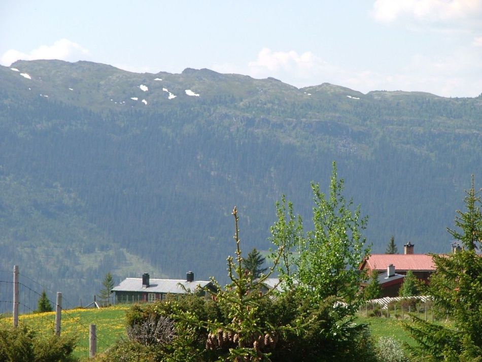 Tann setergrend med utsikt mot Gopollen. Foto: Steinar Gr&oslash;tter&oslash;d